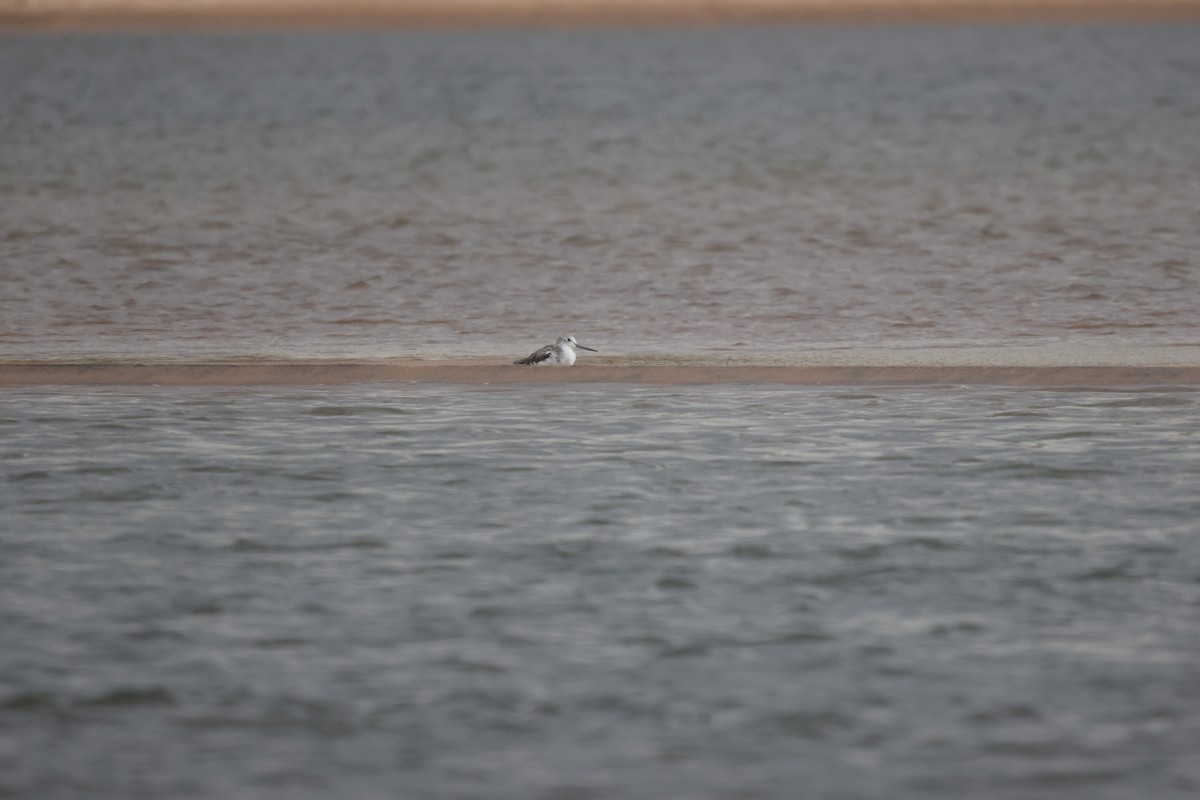 Common Greenshank - ML639542478