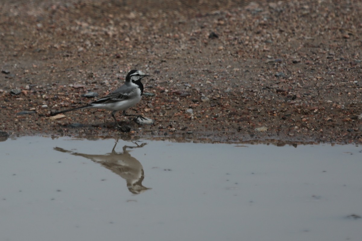 White Wagtail (ocularis) - ML639542479