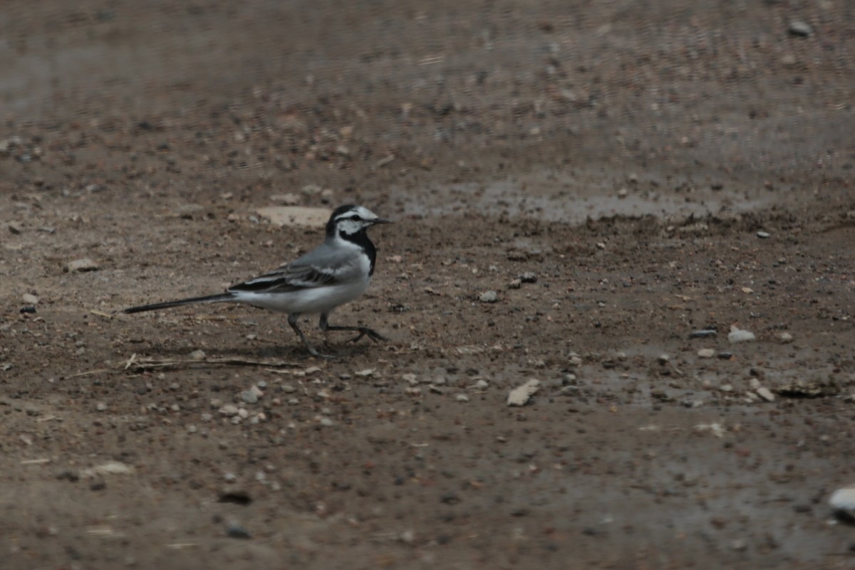 White Wagtail (ocularis) - ML639542480