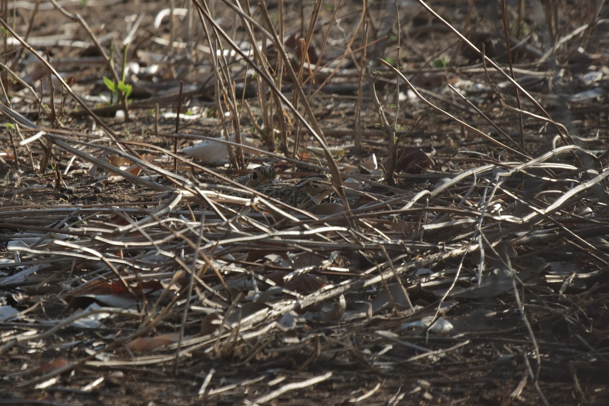 Three-banded Courser - ML639542482