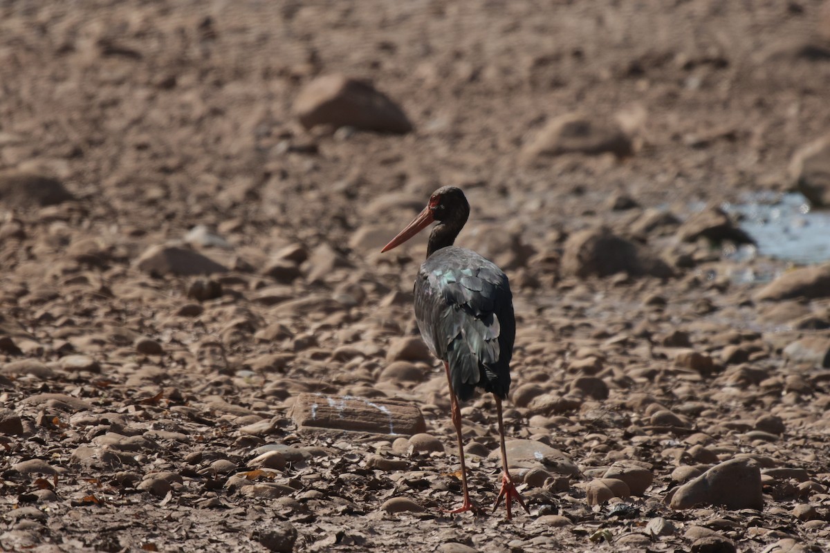 Black Stork - ML639542484