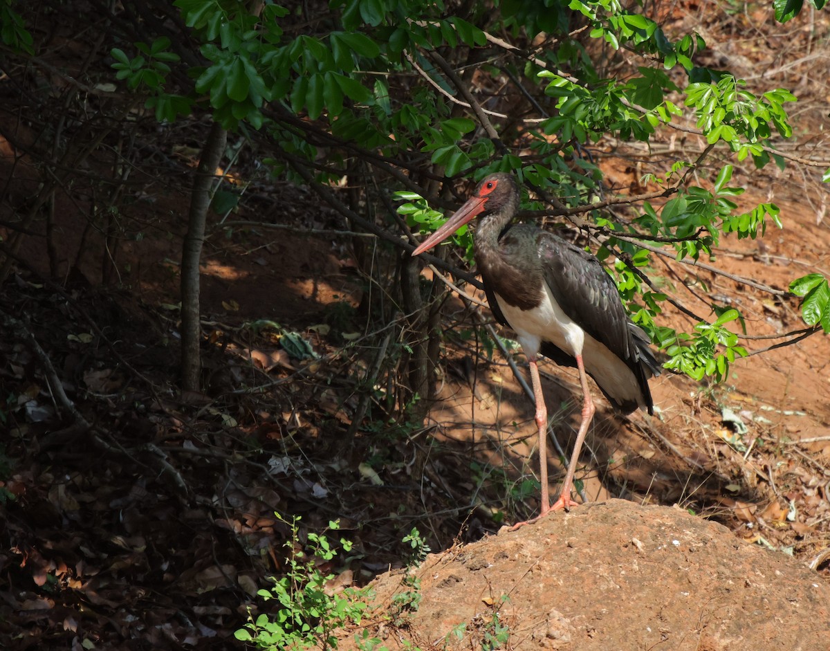 Black Stork - ML639542485