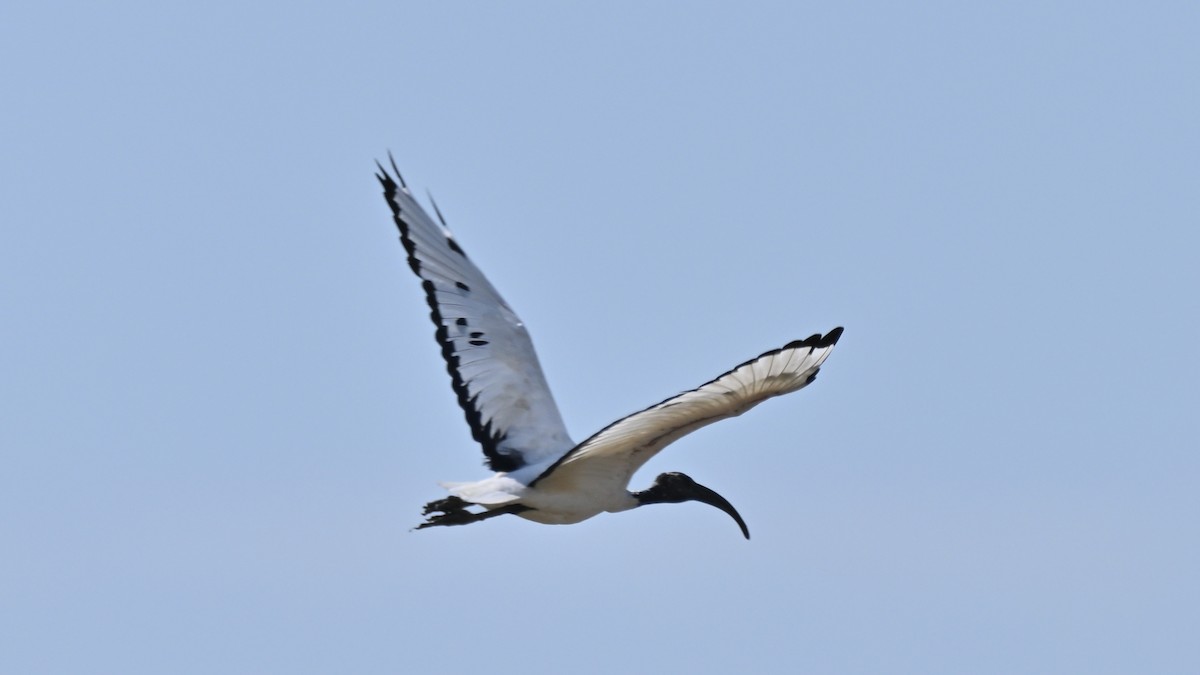 African Sacred Ibis - ML639542487