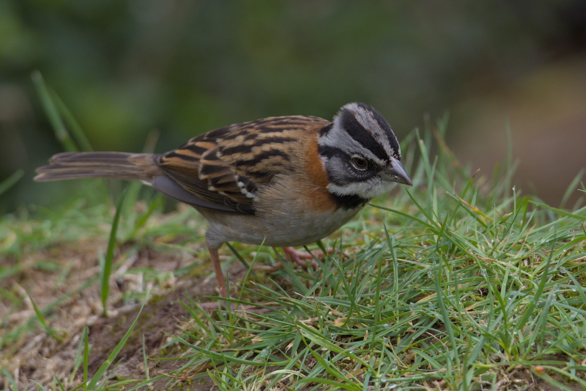 Rufous-collared Sparrow - ML639542489