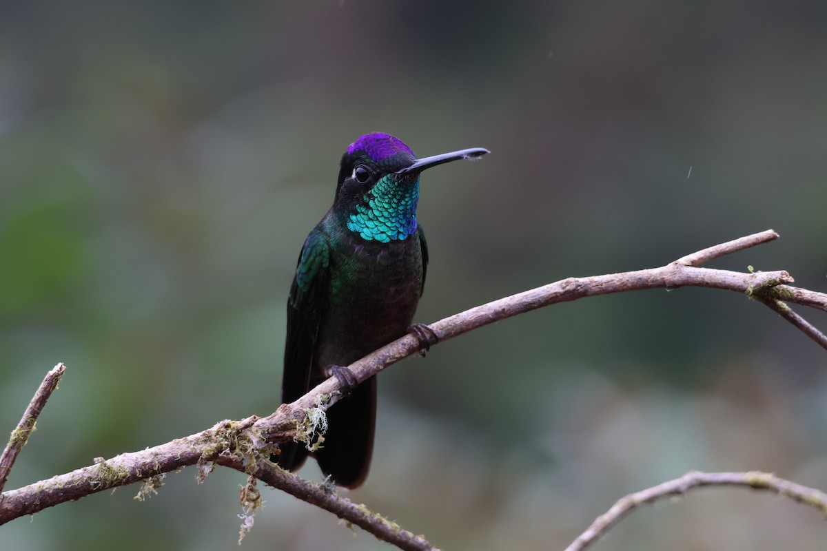 Talamanca Hummingbird - ML639542490