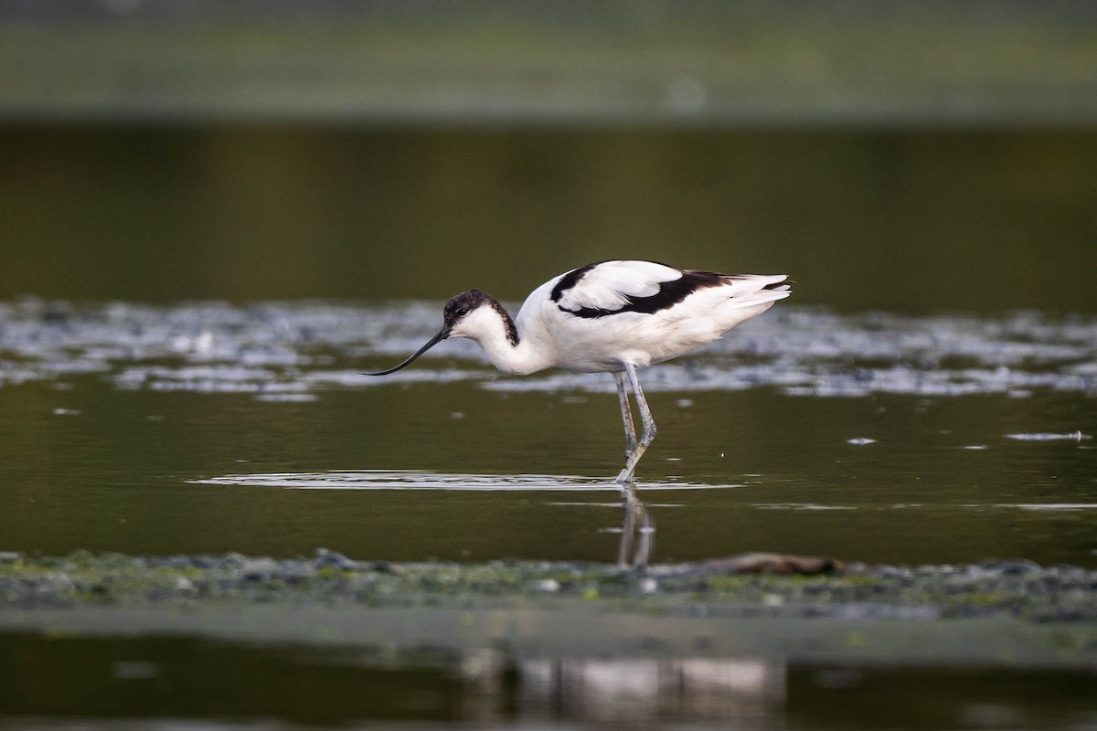 Pied Avocet - ML639542491