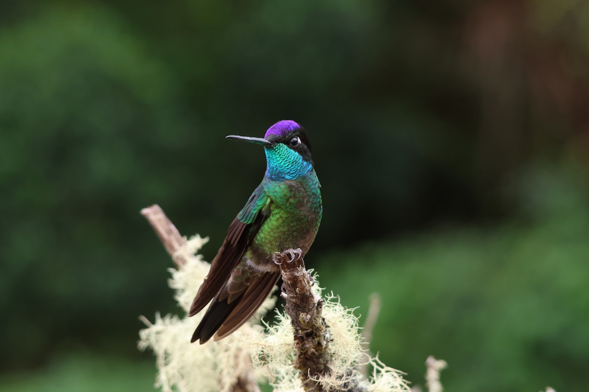 Talamanca Hummingbird - ML639542494