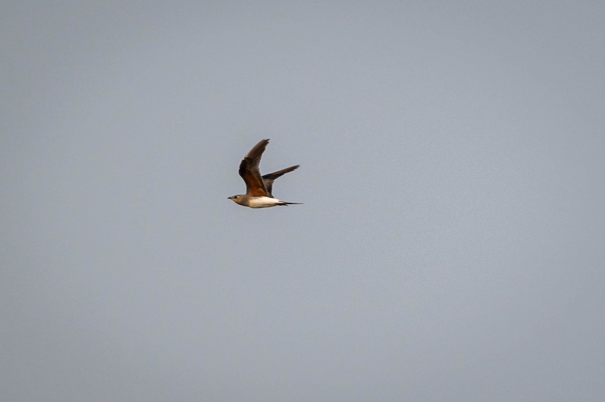 Collared Pratincole - ML639542495