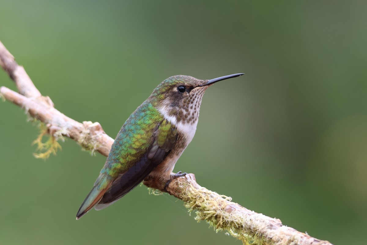 Volcano Hummingbird - ML639542496