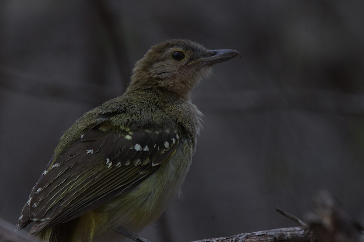 Eastern Nicator - ML639542523