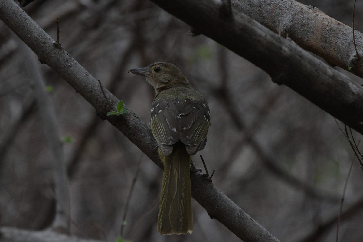 Eastern Nicator - ML639542524