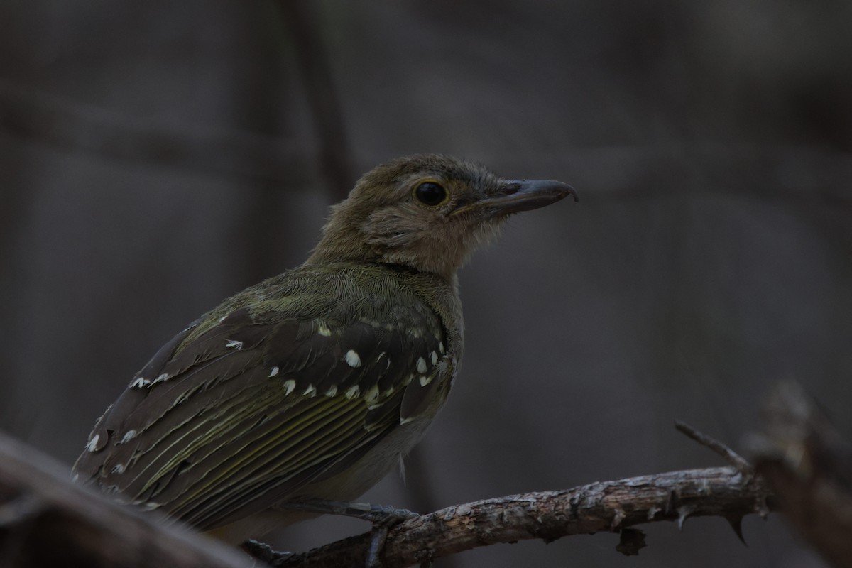 Eastern Nicator - ML639542525