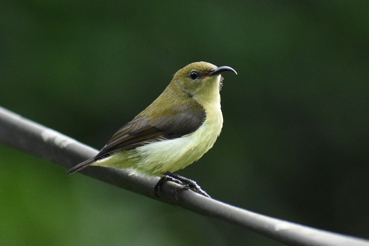 Crimson-backed Sunbird - ML639542536