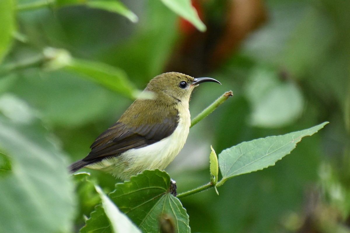 Crimson-backed Sunbird - ML639542537