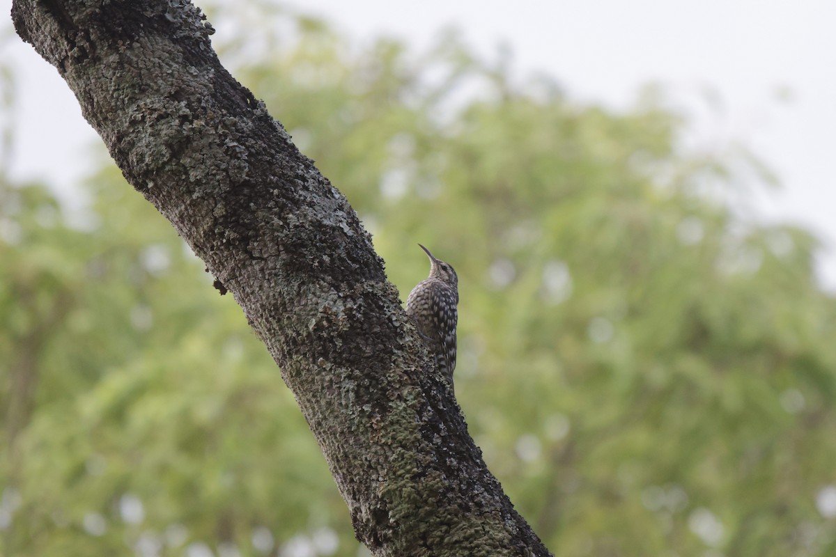 African Spotted Creeper - ML639542546