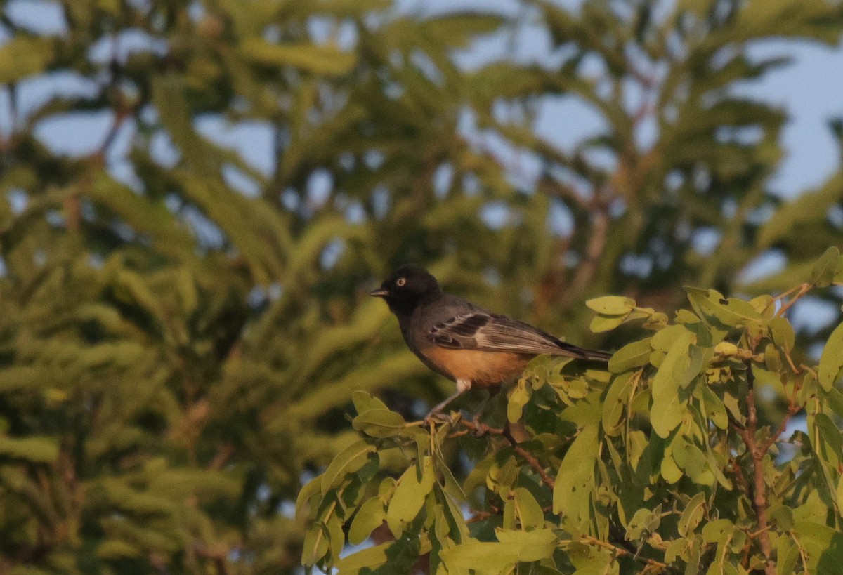 Rufous-bellied Tit (Rufous-bellied) - ML639542584
