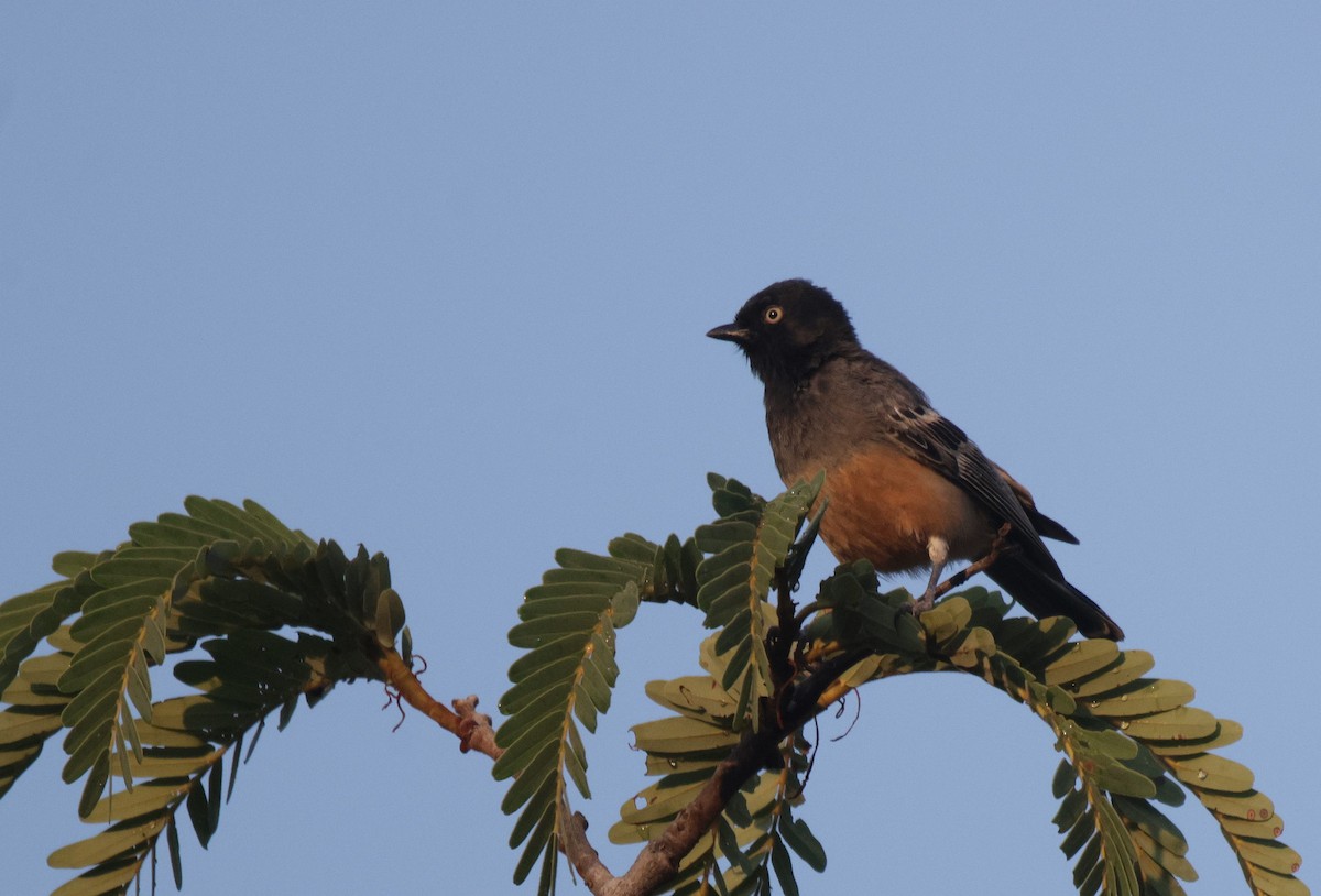 Rufous-bellied Tit (Rufous-bellied) - ML639542585