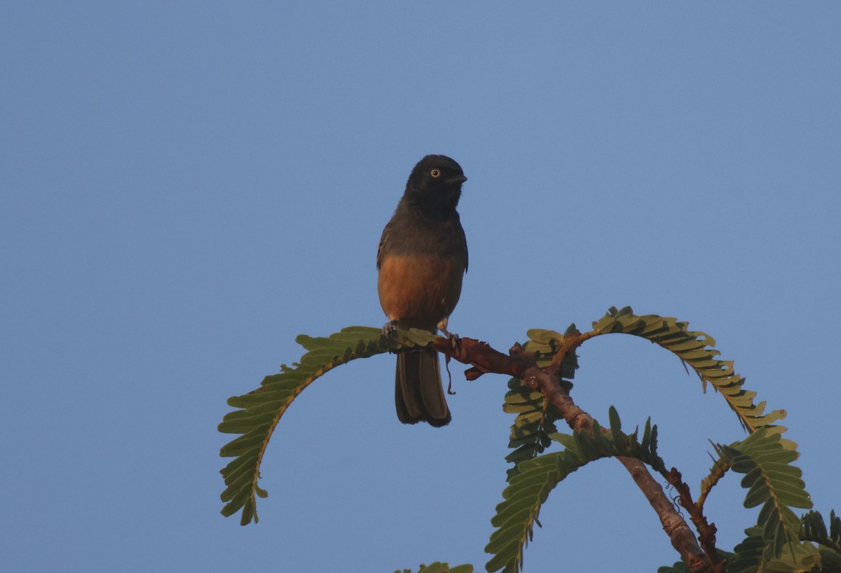 Rufous-bellied Tit (Rufous-bellied) - ML639542586