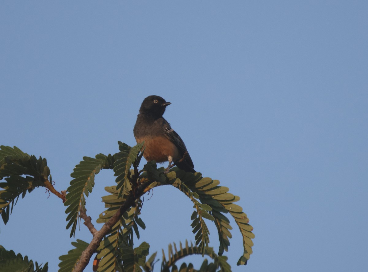 Rufous-bellied Tit (Rufous-bellied) - ML639542587