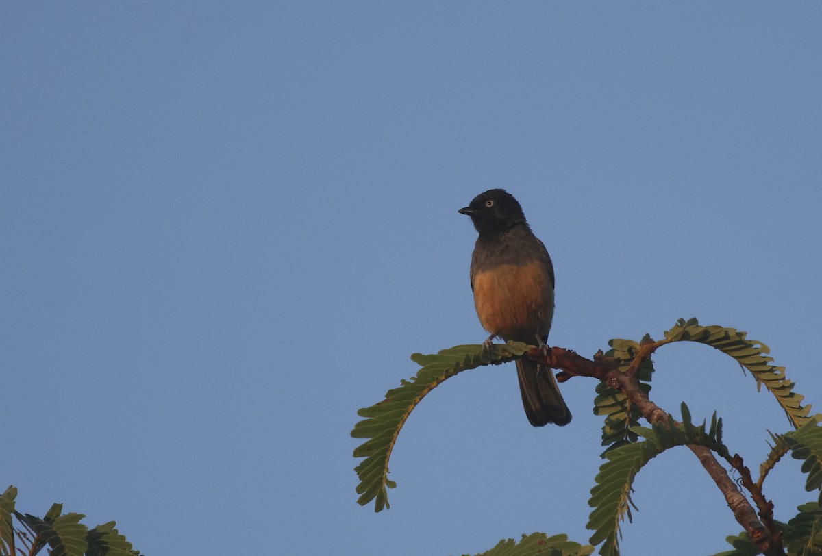 Rufous-bellied Tit (Rufous-bellied) - ML639542588