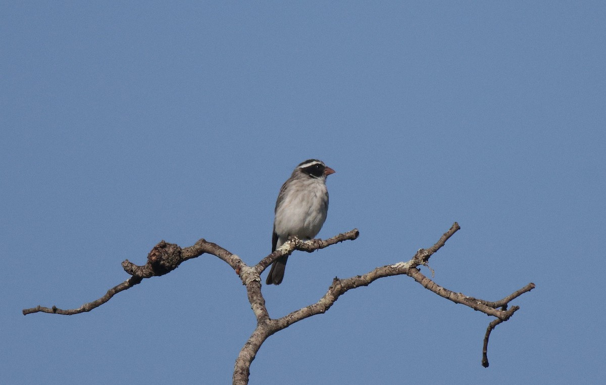 Black-eared Seedeater - ML639542590