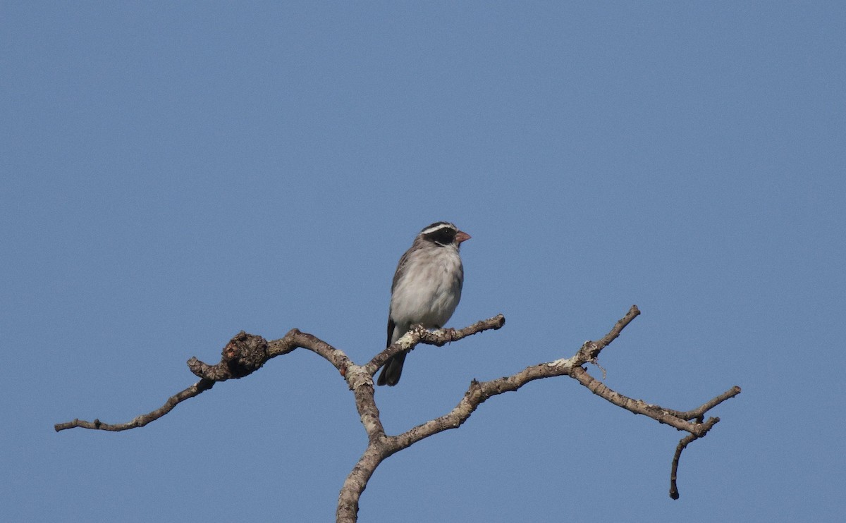 Black-eared Seedeater - ML639542591