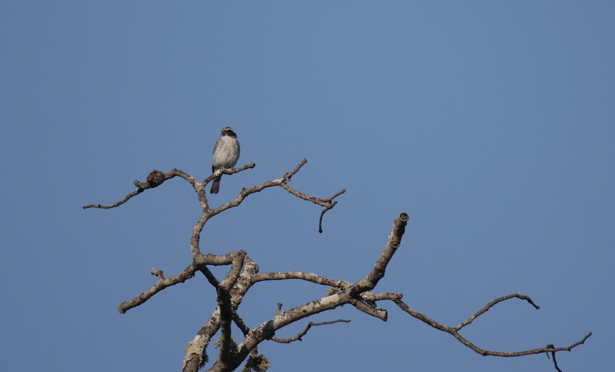 Black-eared Seedeater - ML639542592