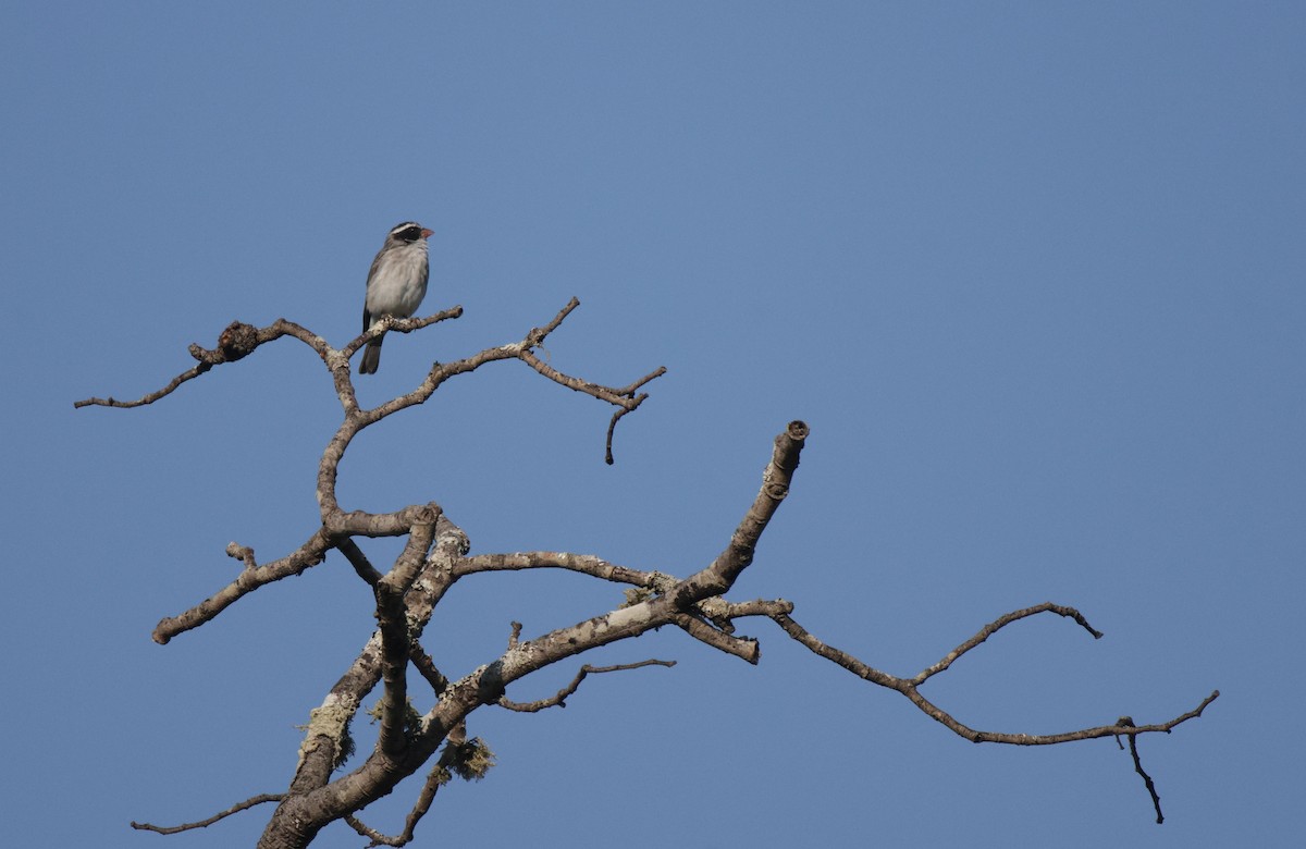 Black-eared Seedeater - ML639542593