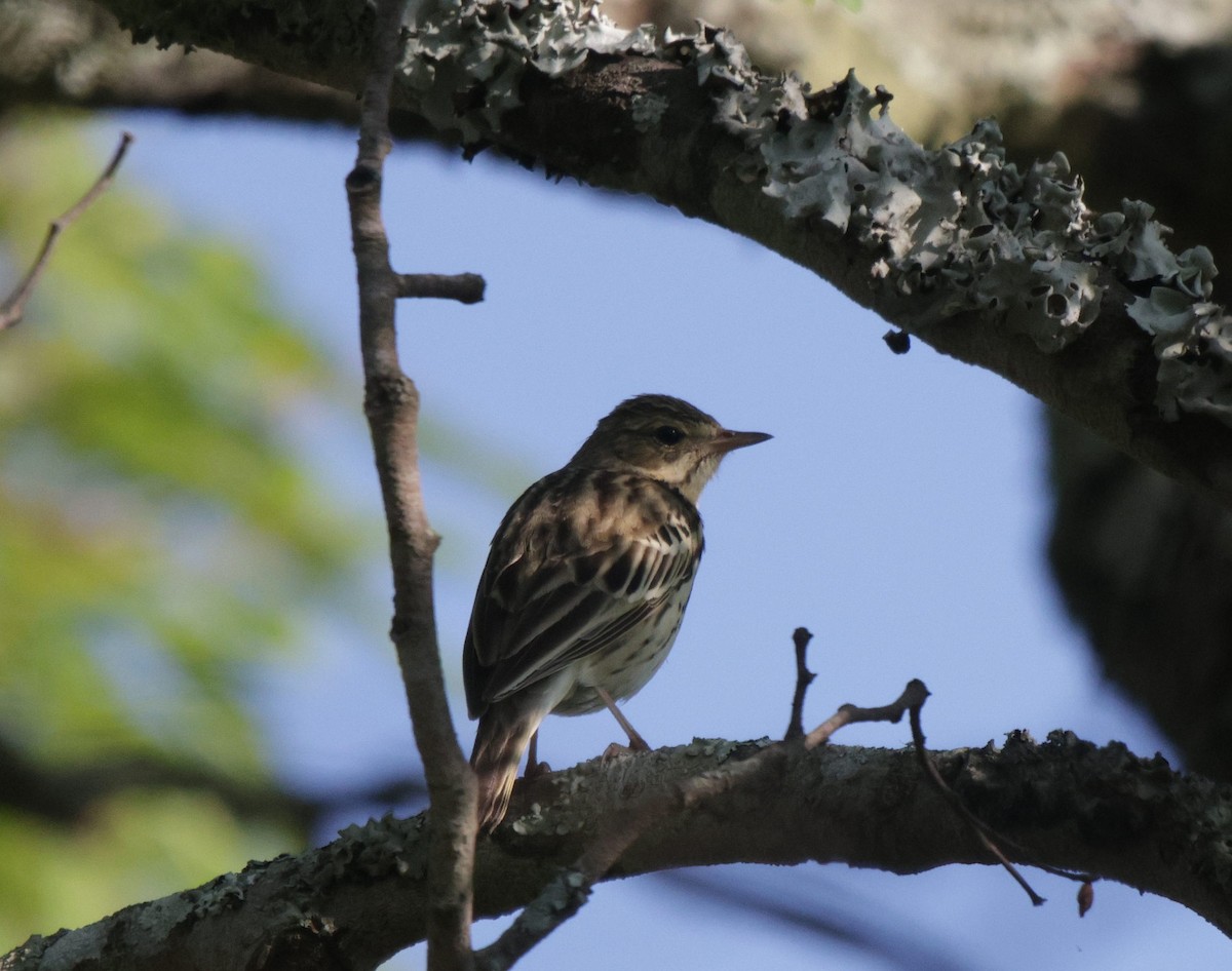 Tree Pipit - ML639542594