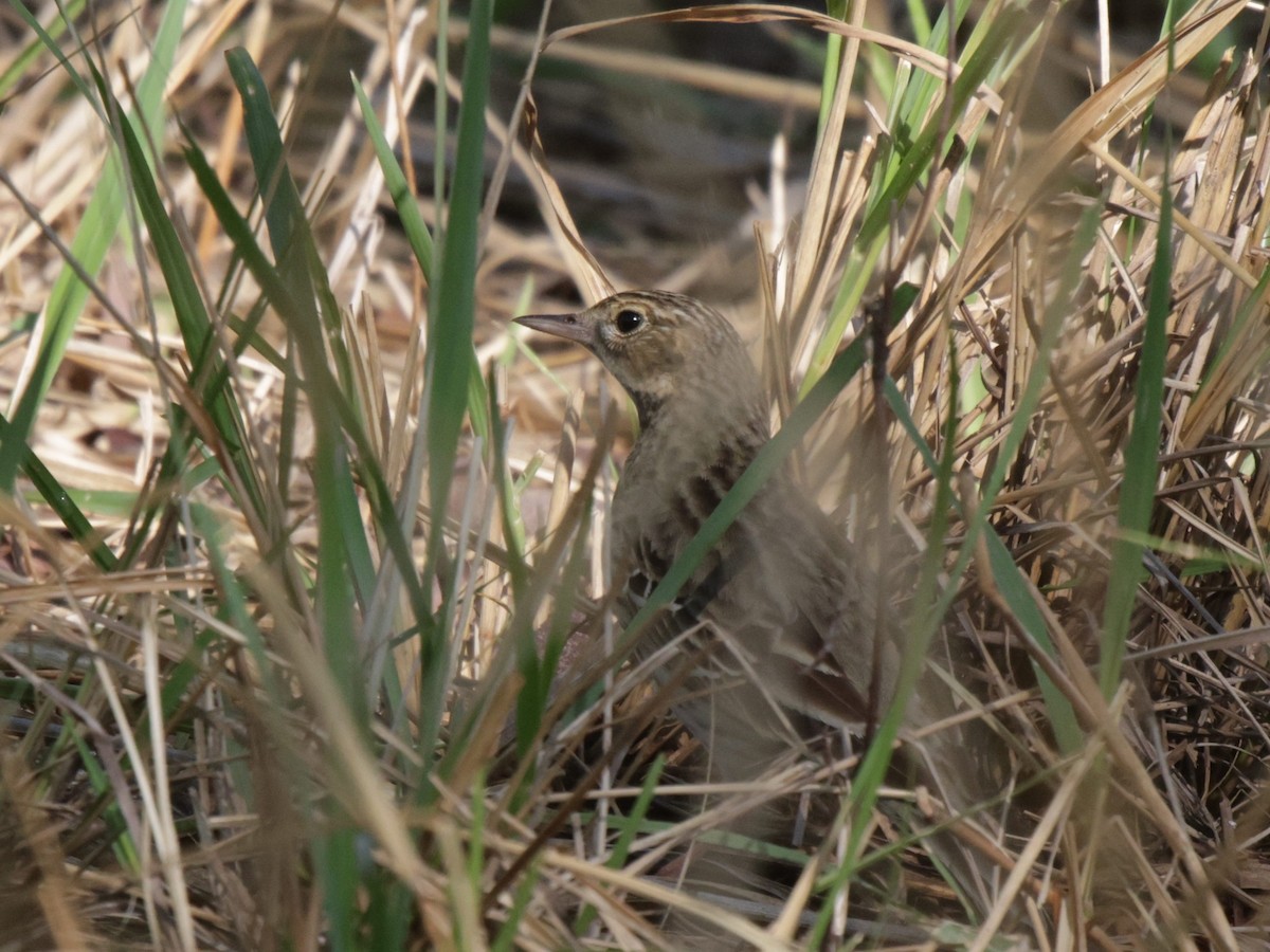 Tree Pipit - ML639542595