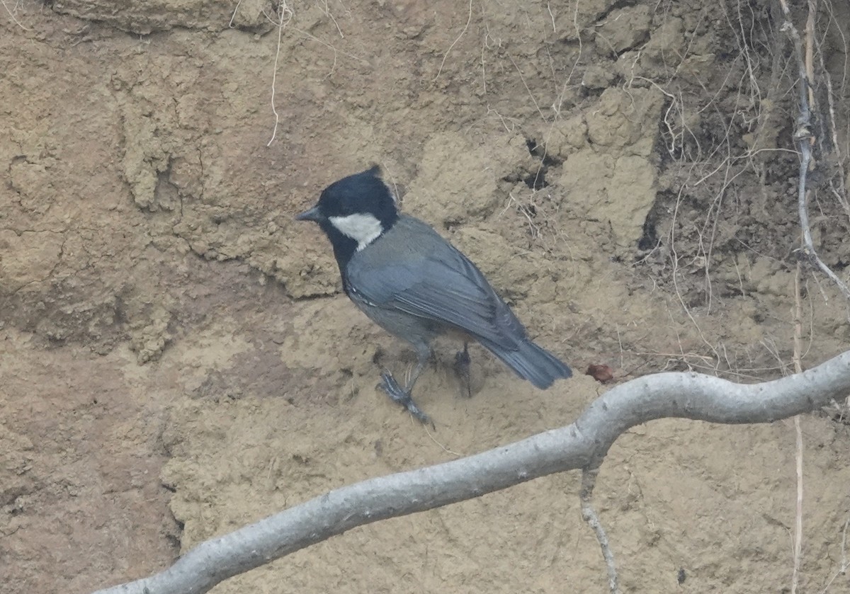 Rufous-naped Tit - ML639542601