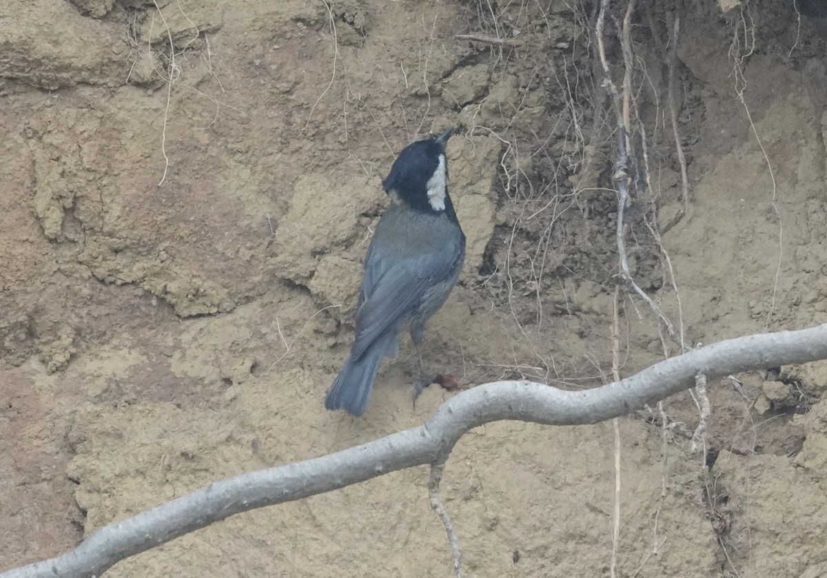 Rufous-naped Tit - ML639542602