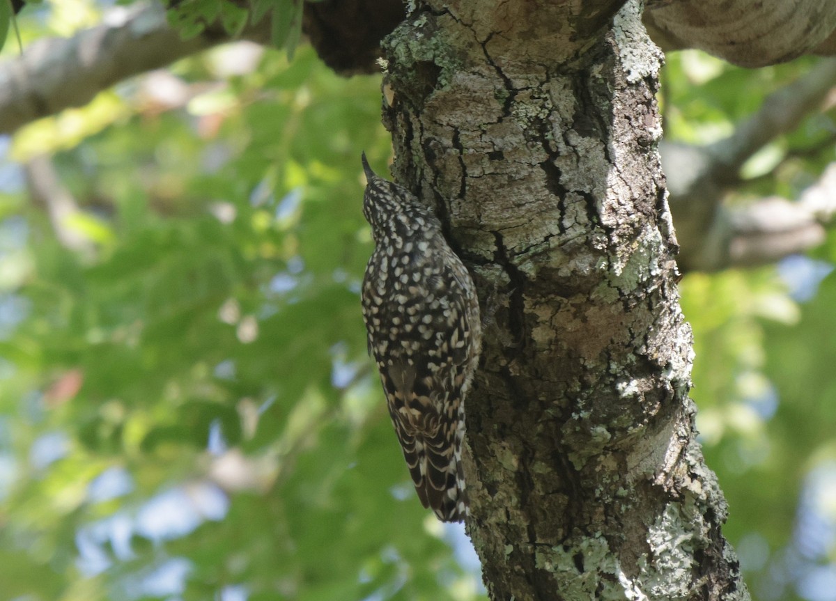 African Spotted Creeper - ML639542614