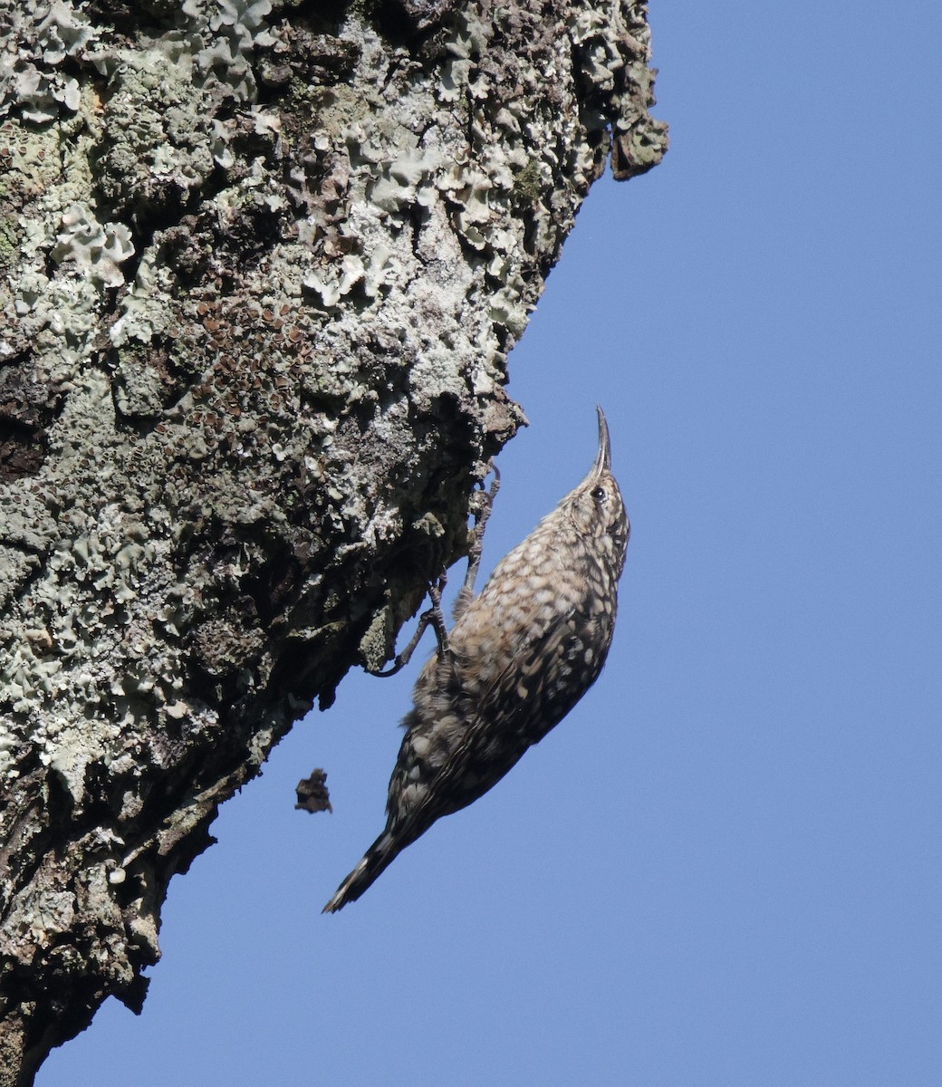 African Spotted Creeper - ML639542615