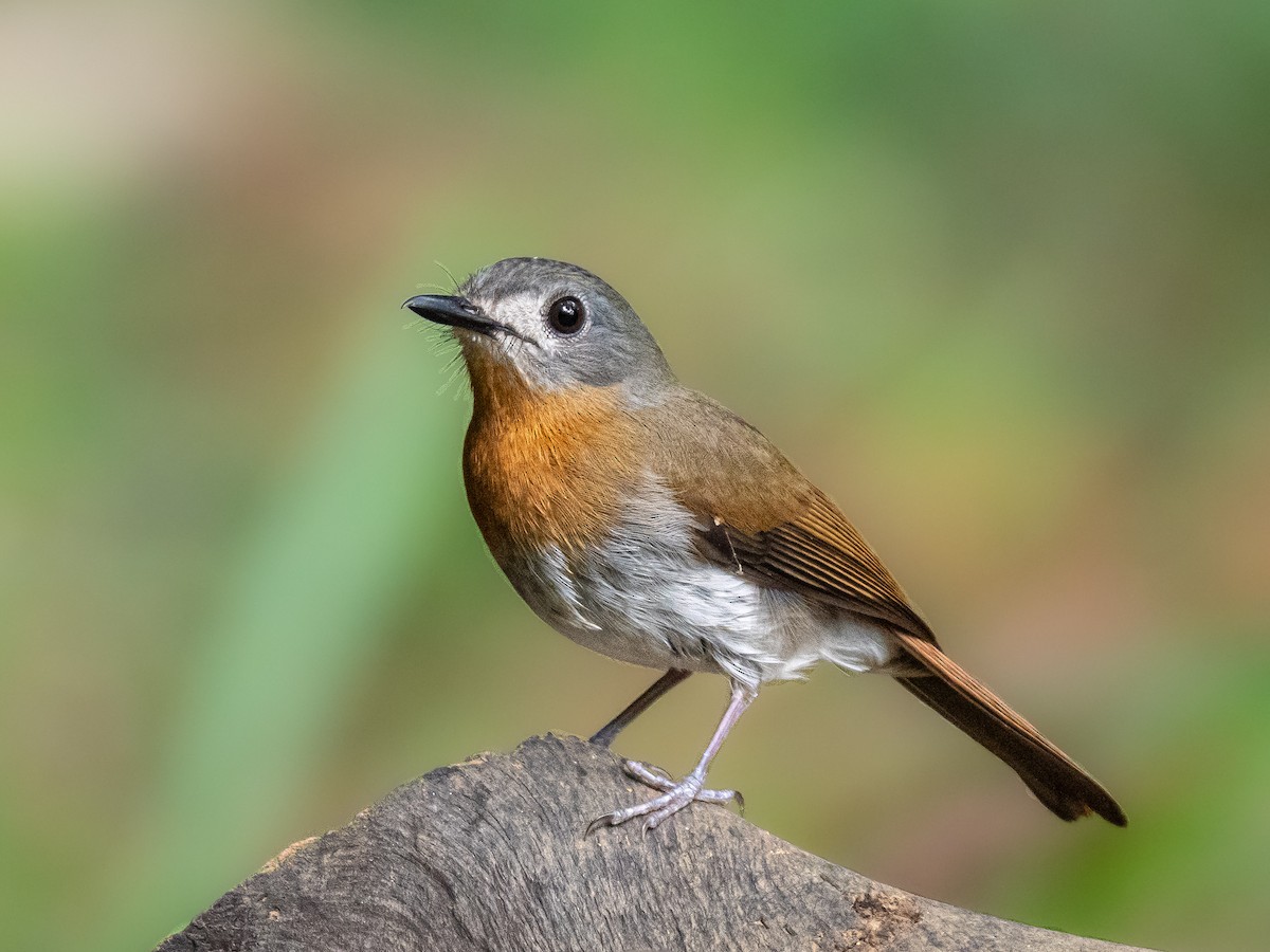 White-bellied Blue Flycatcher - ML639542629