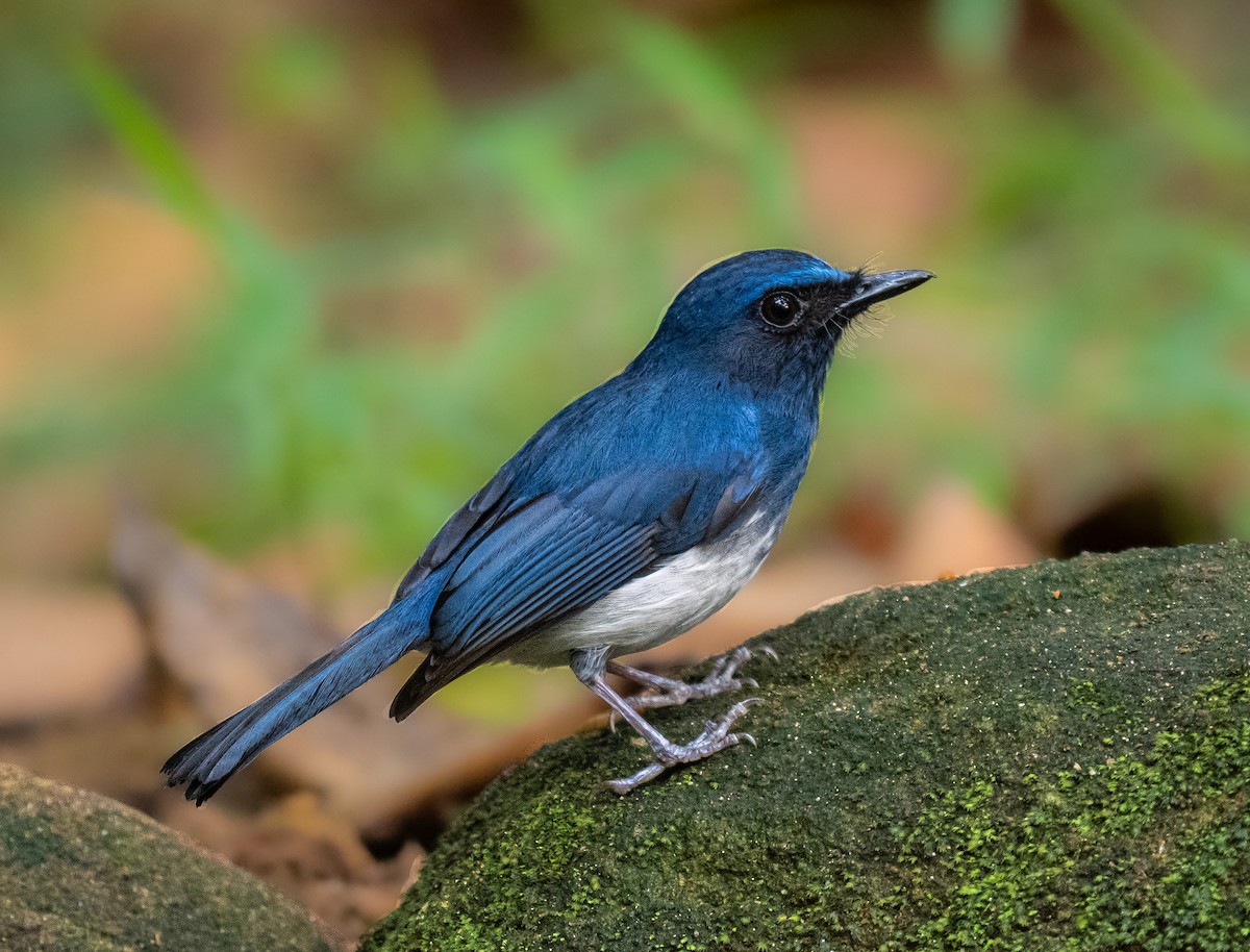 White-bellied Blue Flycatcher - ML639542630