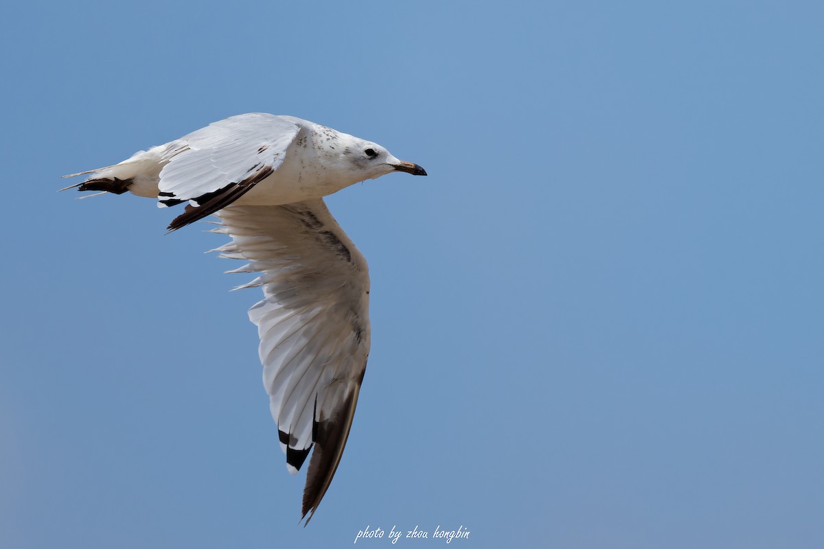 Mouette relique - ML639542667