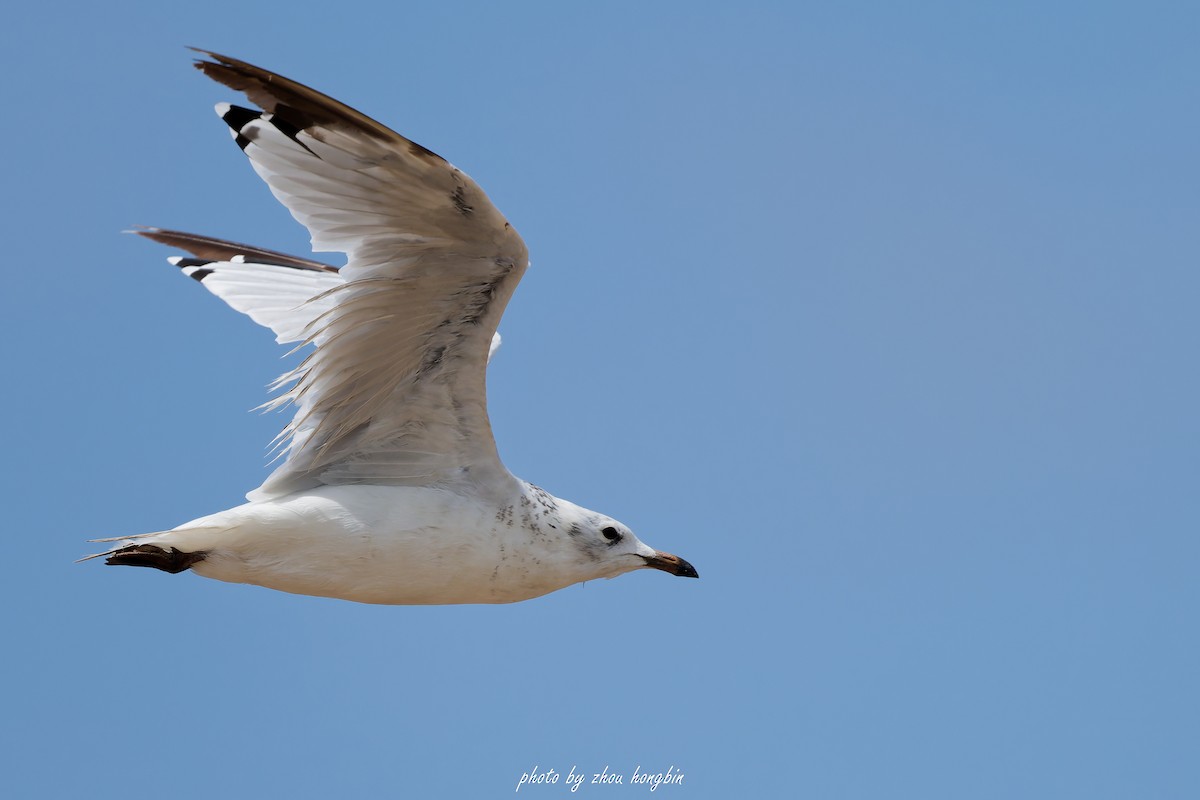 Mouette relique - ML639542668
