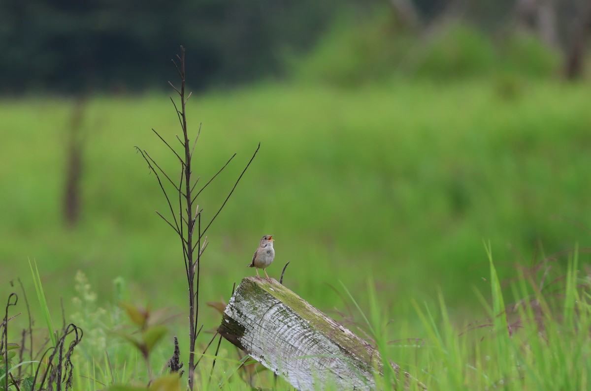 Grass Wren - ML639542708