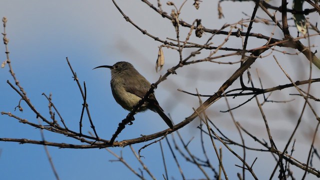 Southern Double-collared Sunbird - ML639542716