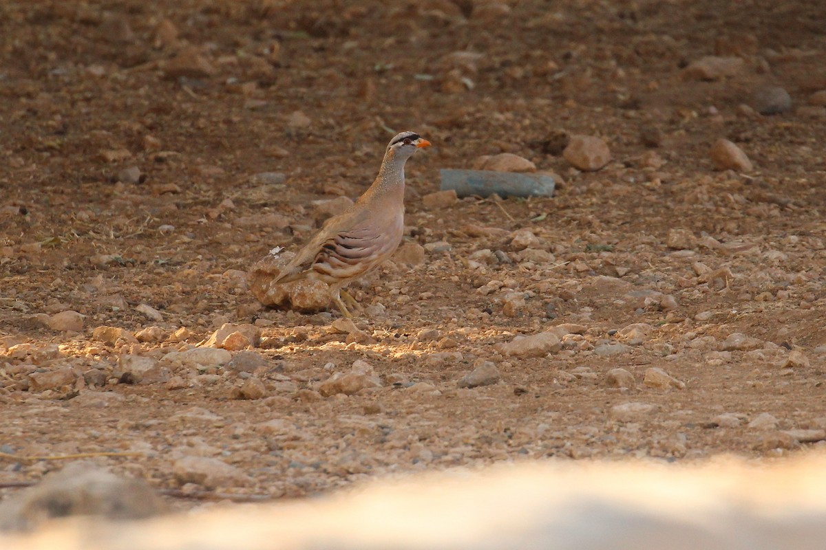 See-see Partridge - ML639542720