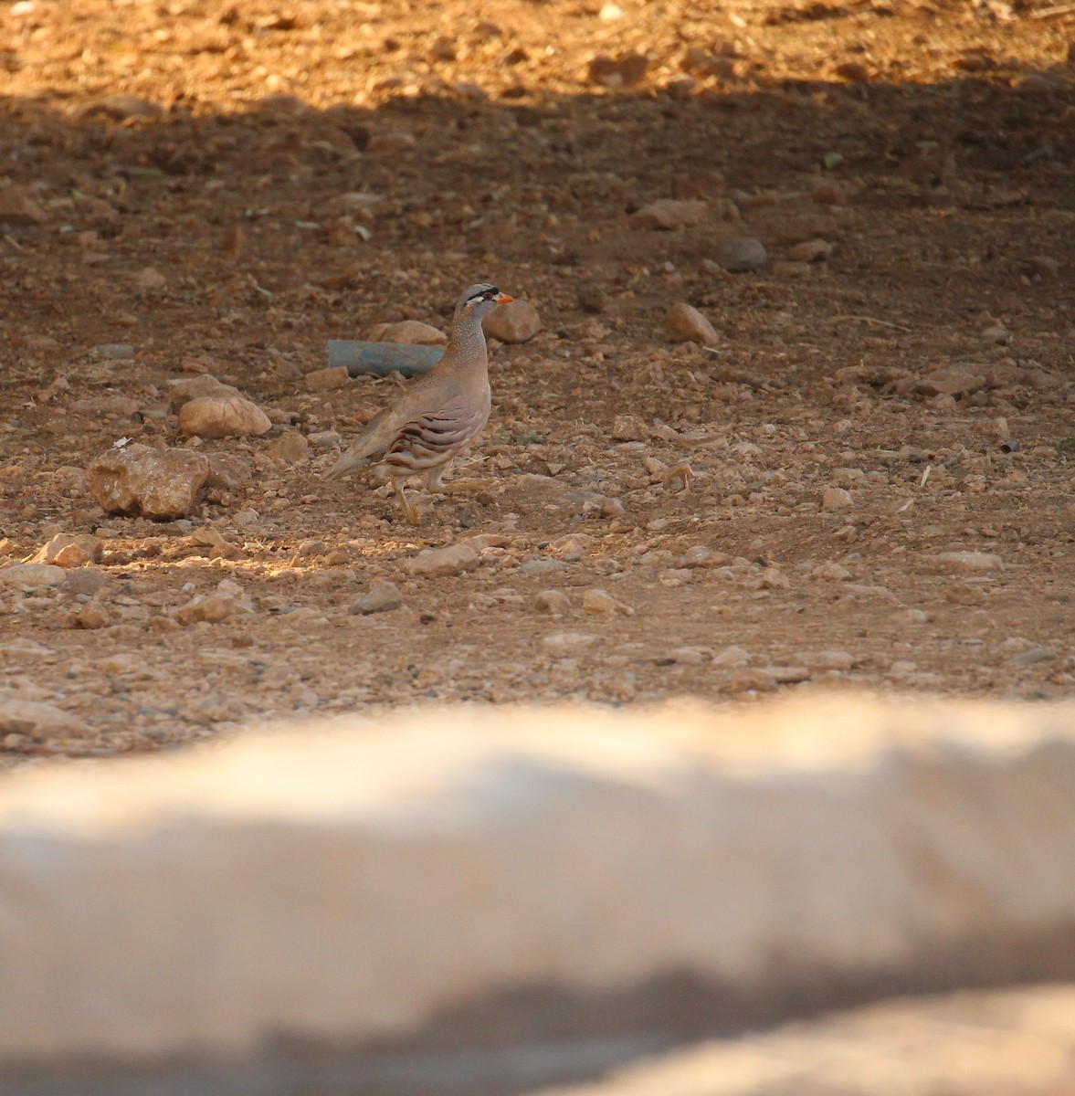 See-see Partridge - ML639542726