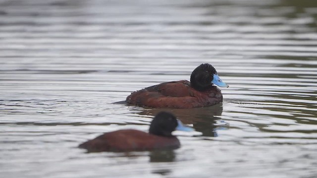 Blue-billed Duck - ML639542748