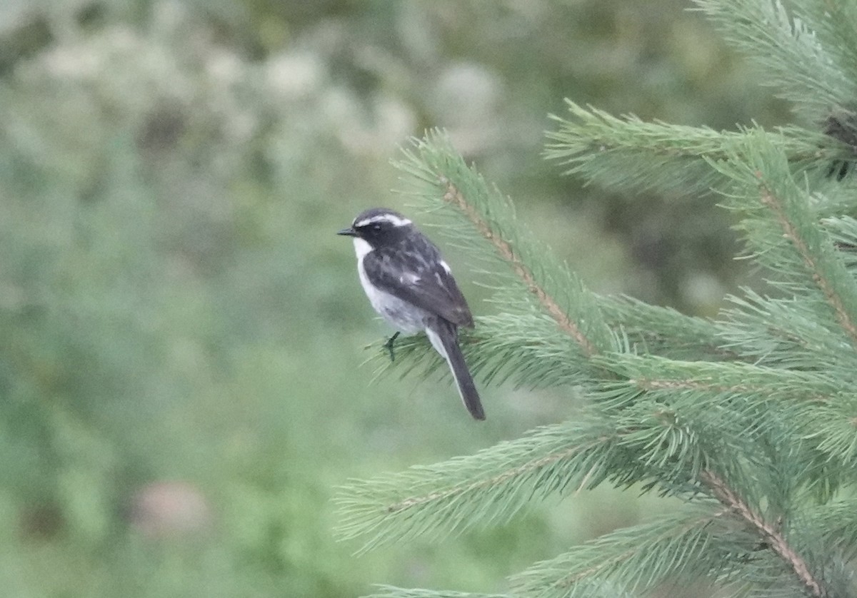 Gray Bushchat - ML639542749
