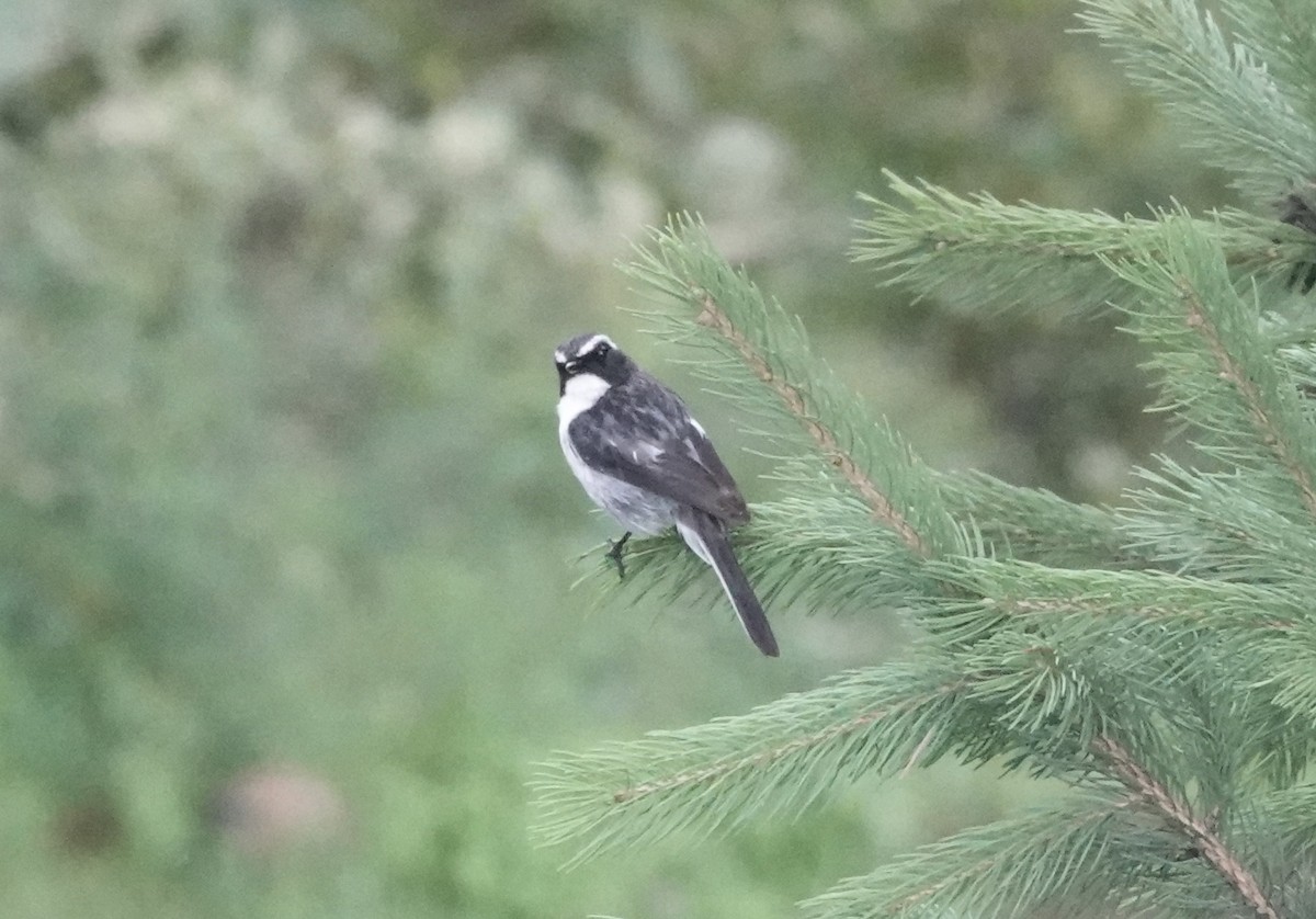 Gray Bushchat - ML639542750