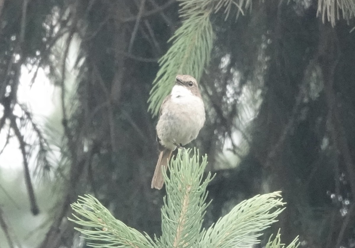 Gray Bushchat - ML639542751