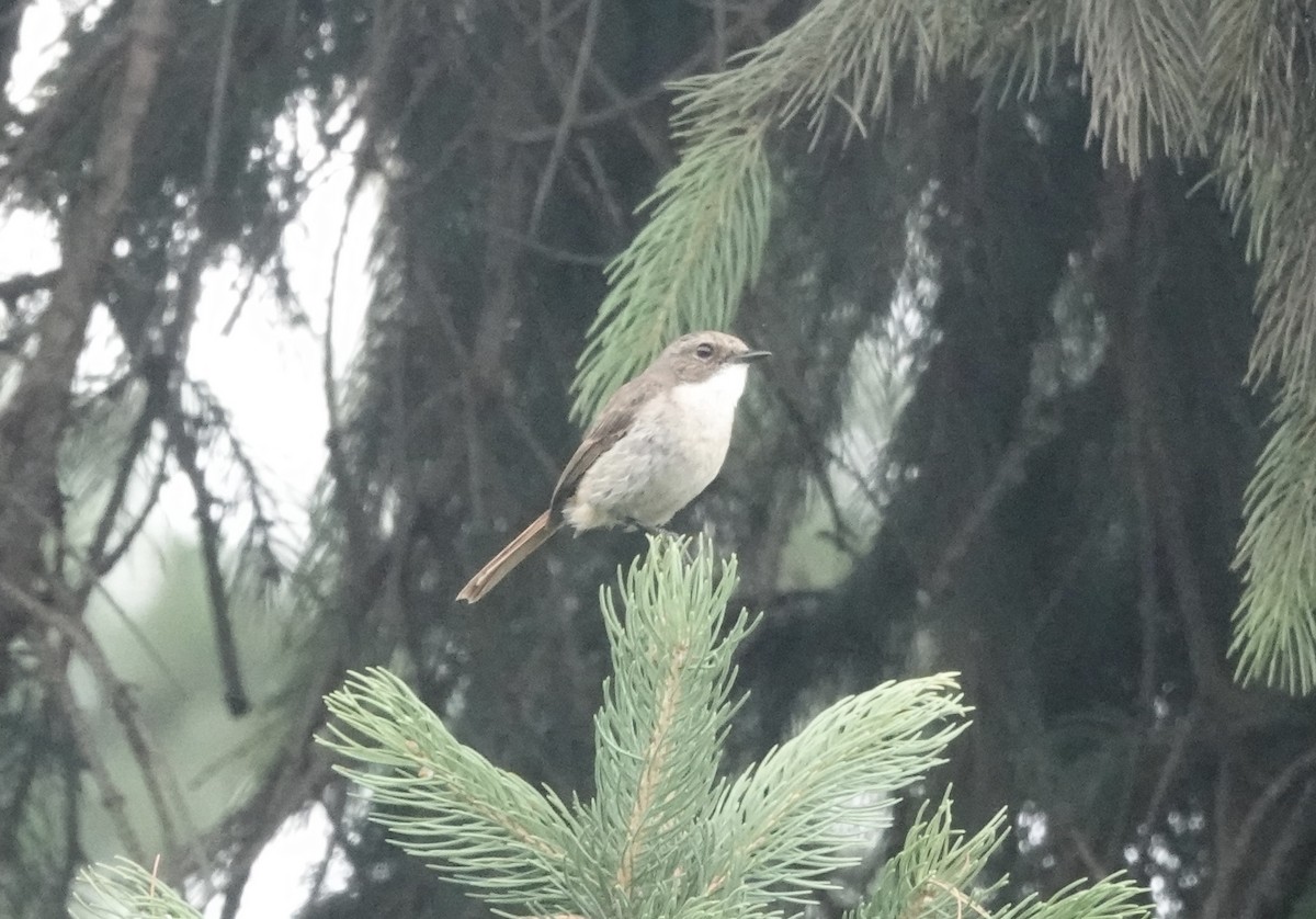 Gray Bushchat - ML639542752