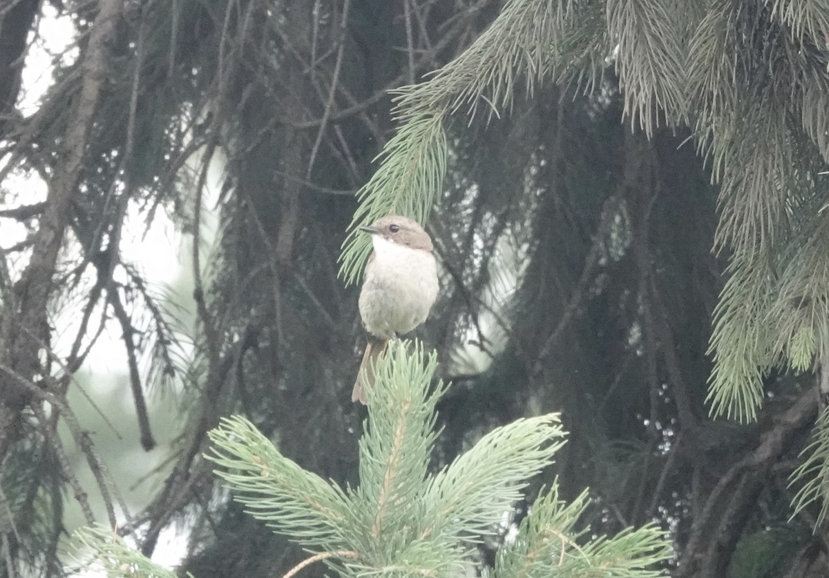 Gray Bushchat - ML639542753