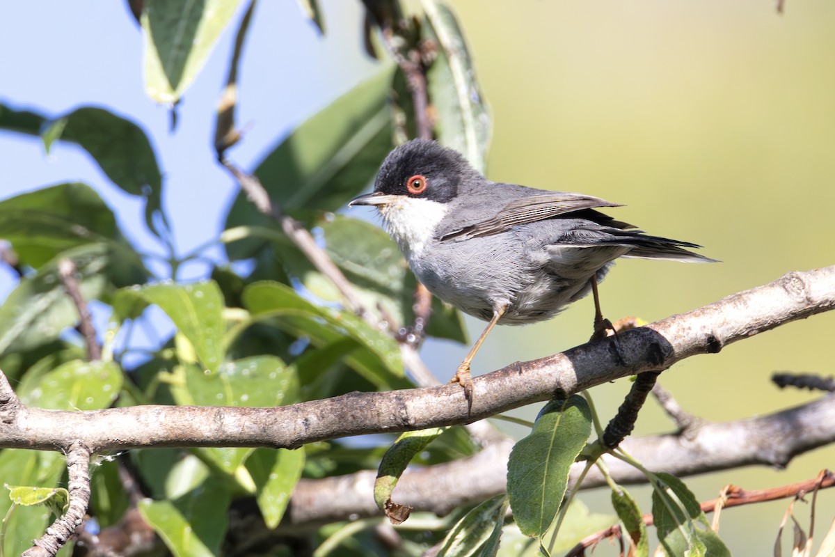 pěnice bělohrdlá - ML639542780