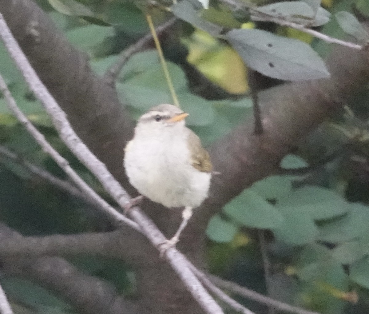 Western Crowned Warbler - ML639542787